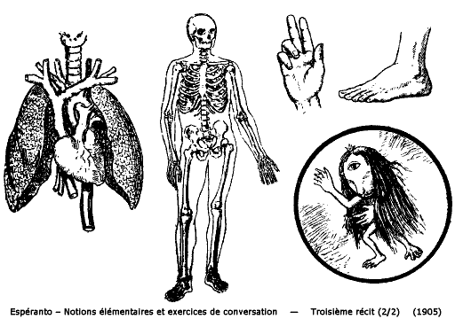 Korpopartoj : organoj, skeleto